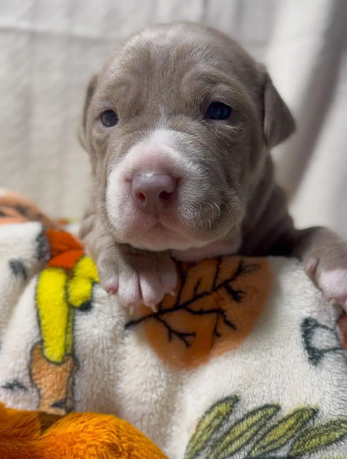 Roo - American Pit Bull Terrier