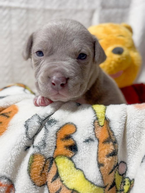 Honey, an adoptable American Pit Bull Terrier in Belleville, MI