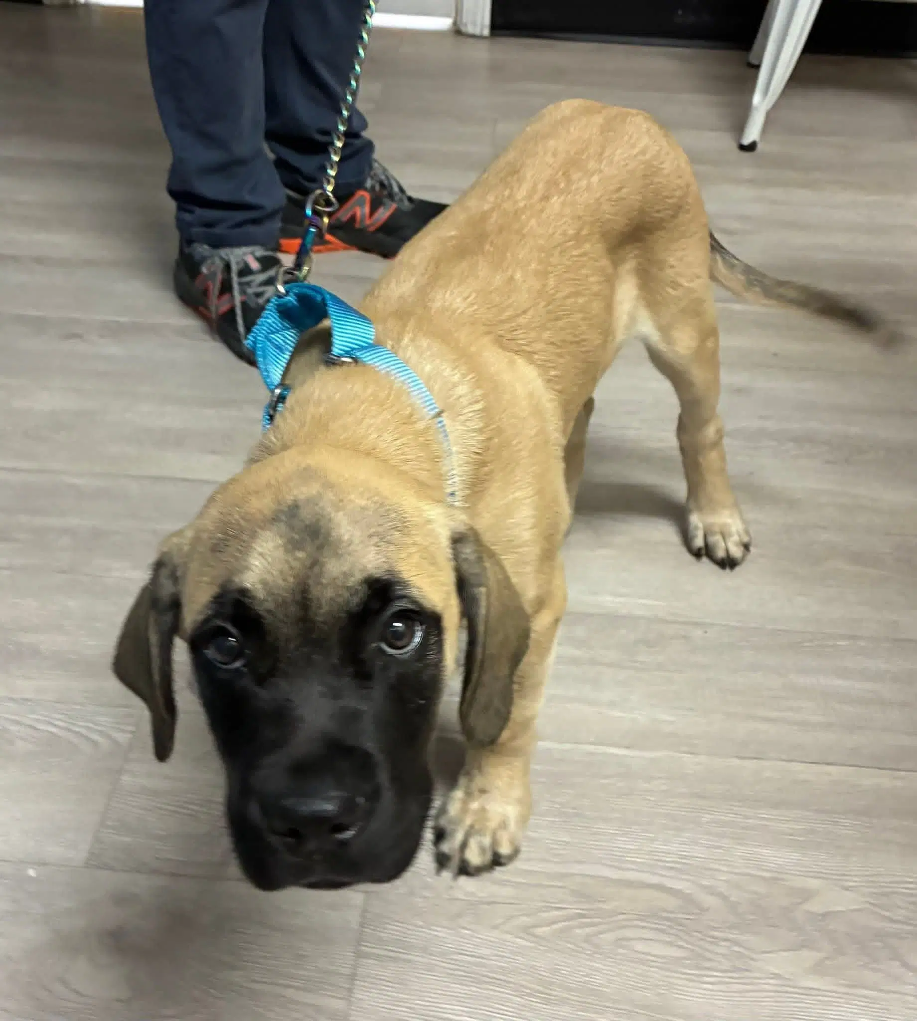 Bubs - Mastiff