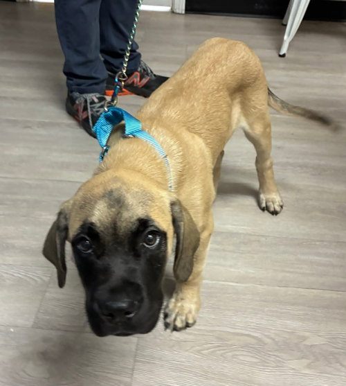 Bubs, an adoptable dog
