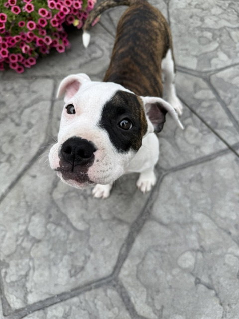 Zinnia, an adoptable dog