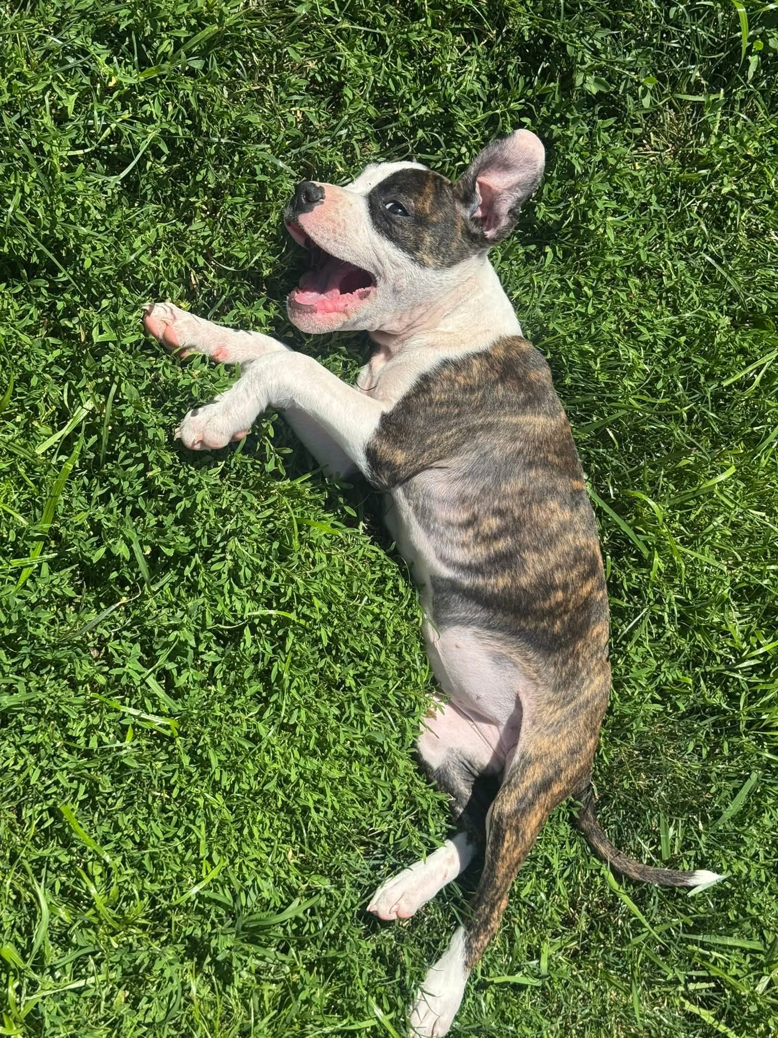 Petunia - American Pit Bull Terrier