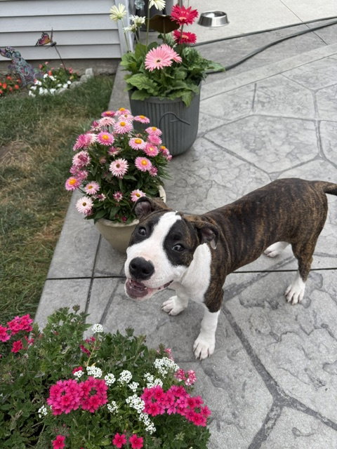 Petunia, an adoptable dog