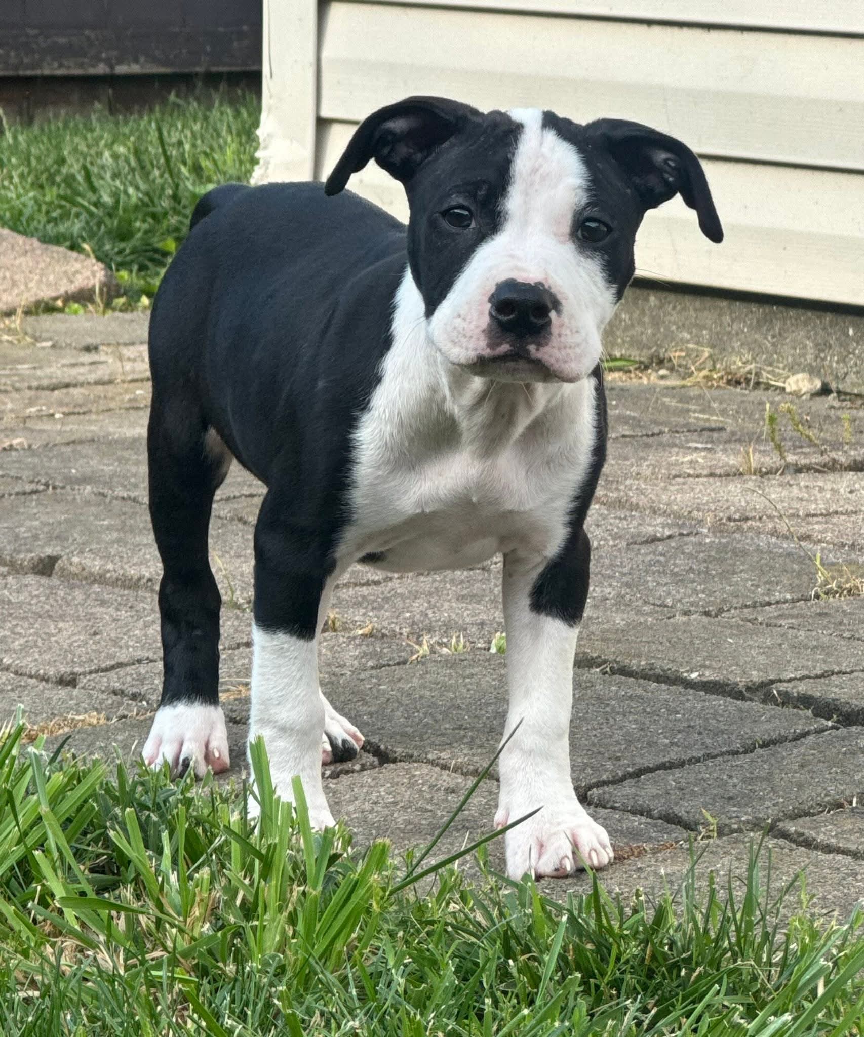 Delilah - American Pit Bull Terrier