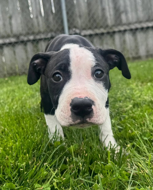 Delilah photo 2