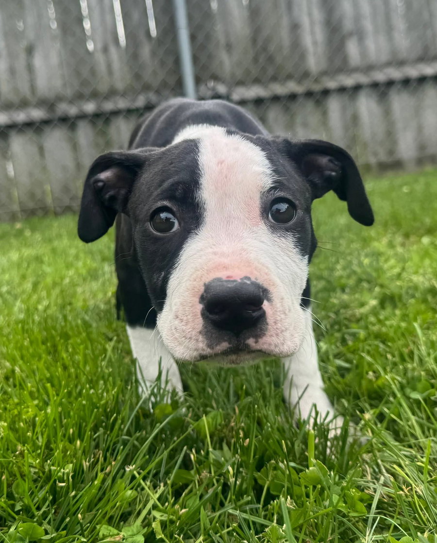 Delilah