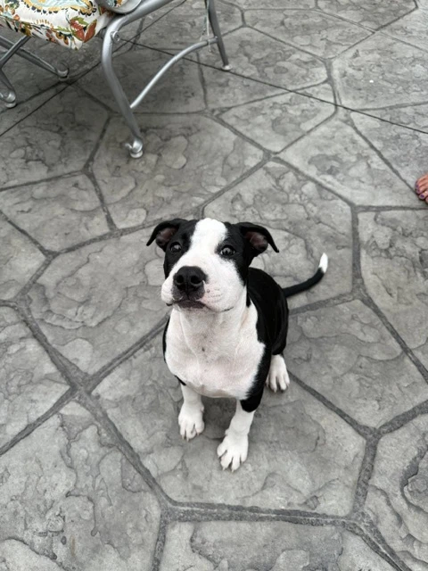 Delilah