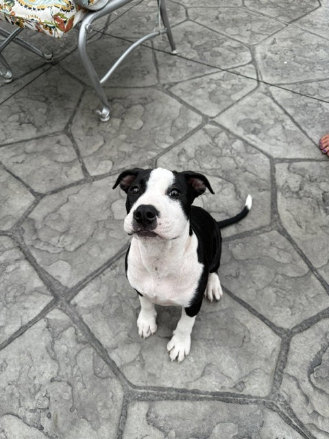 Delilah, an adoptable dog