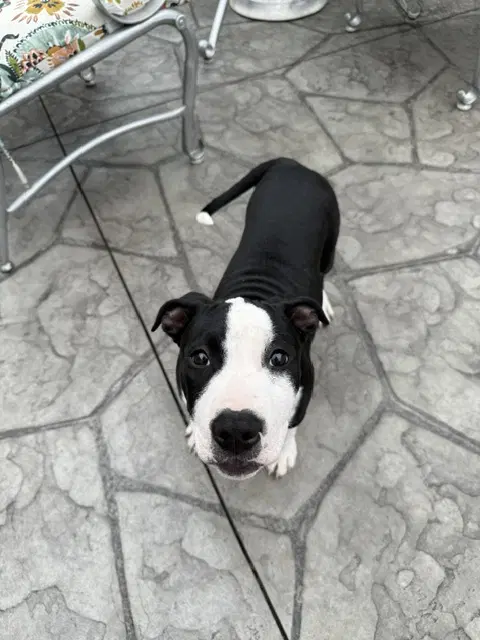 Delilah image 2