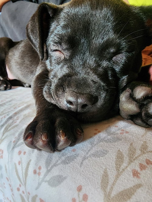 Pippa, an adoptable dog