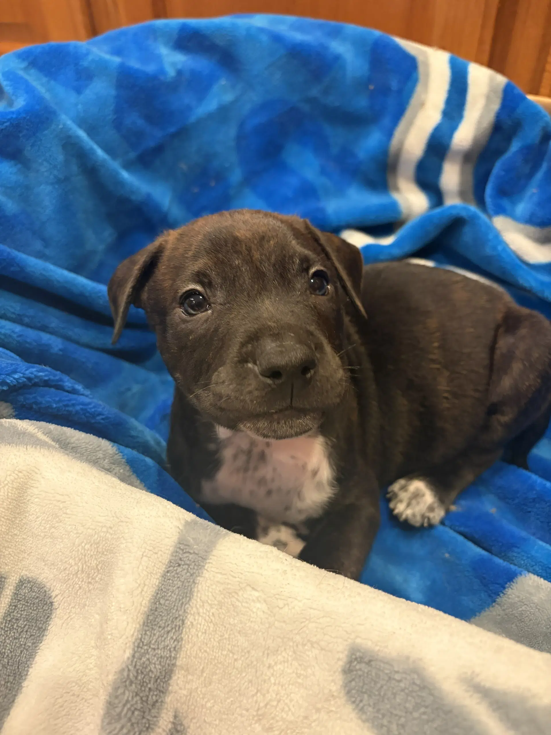 Pongo - Pit Bull Terrier