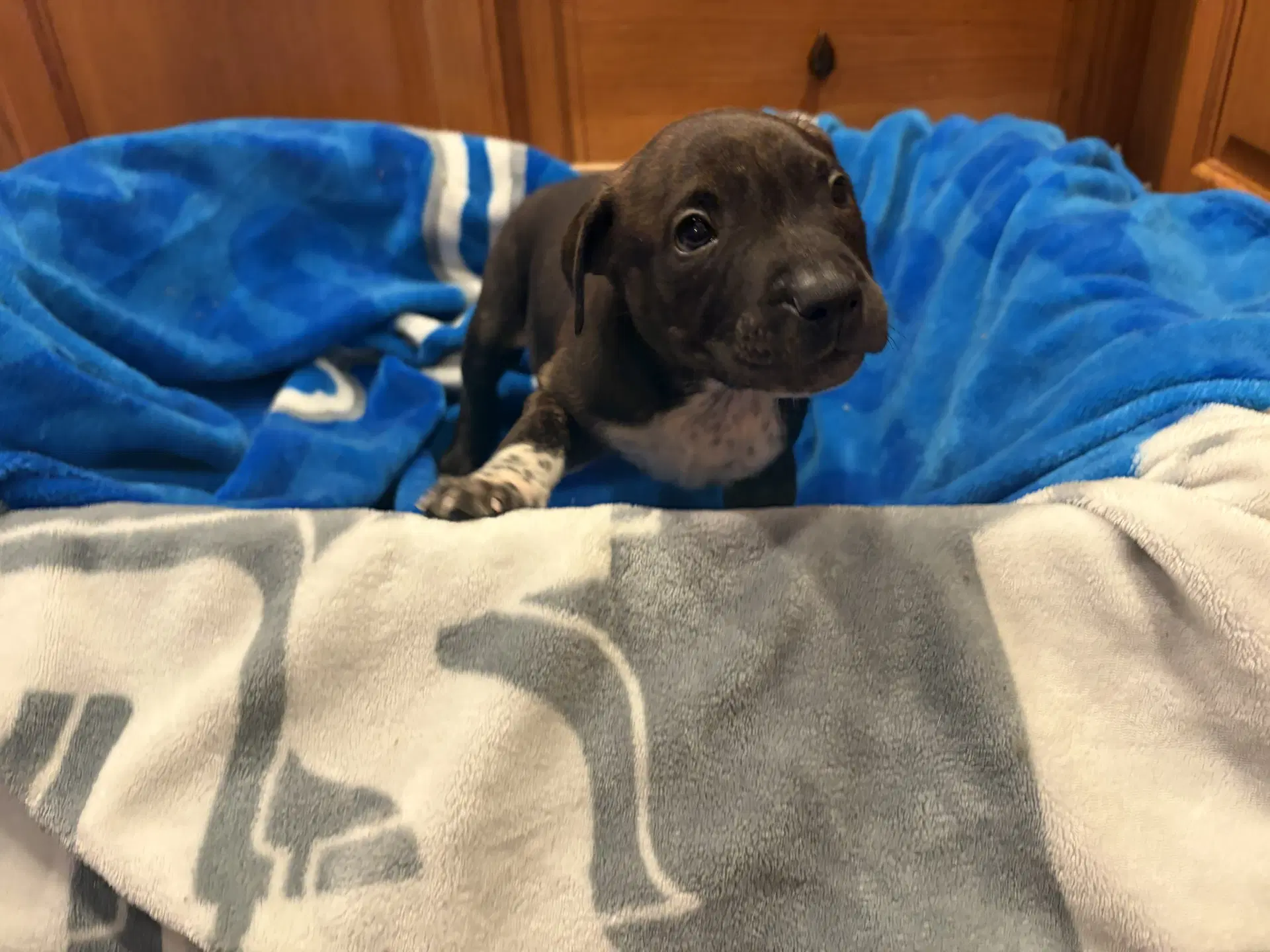 Pongo image 2