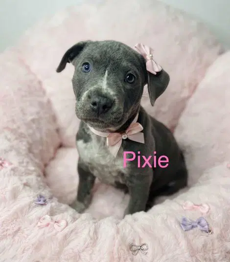 Pixie - Pit Bull Terrier