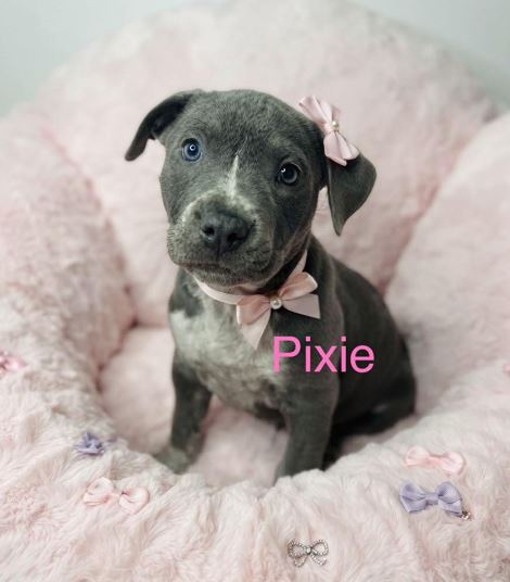 Pixie