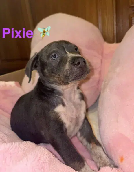 Pixie image 2