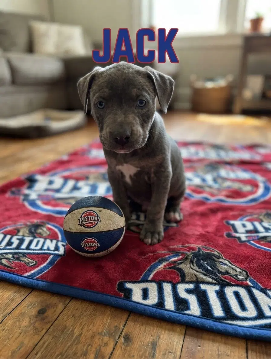 Jack - Pit Bull Terrier