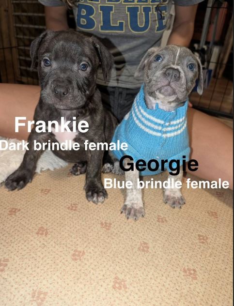 Frankie