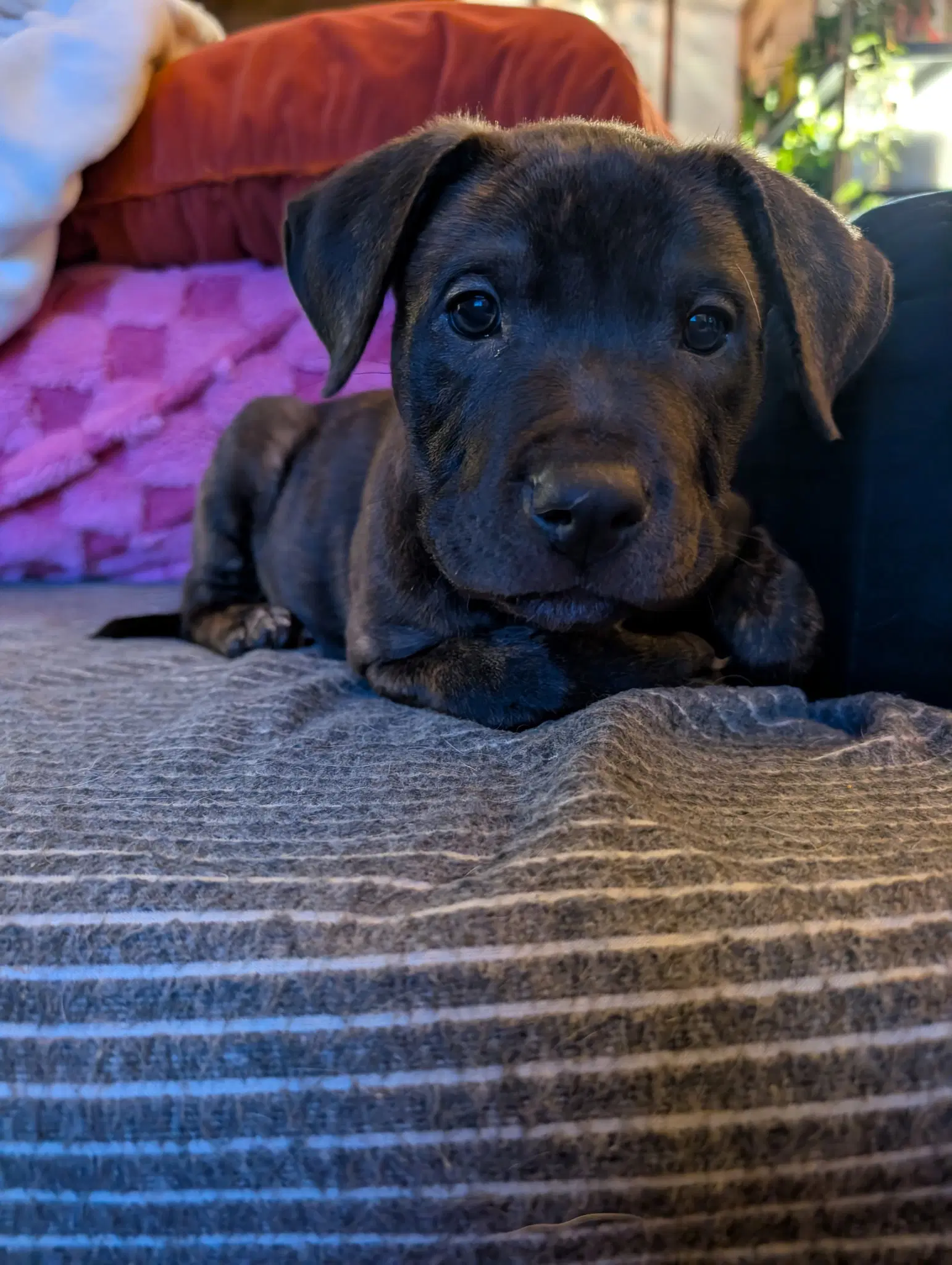 Frankie image 2