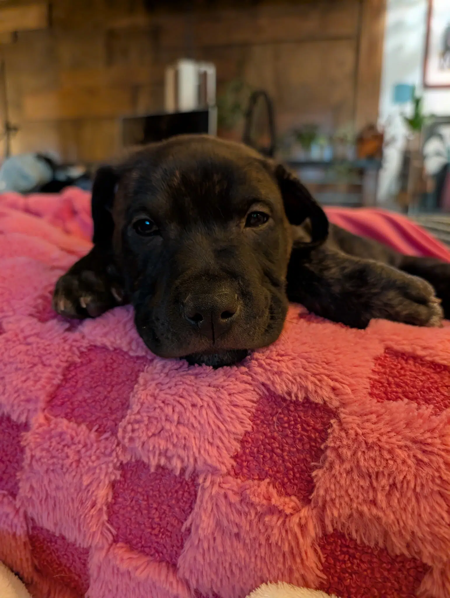 Frankie image 3