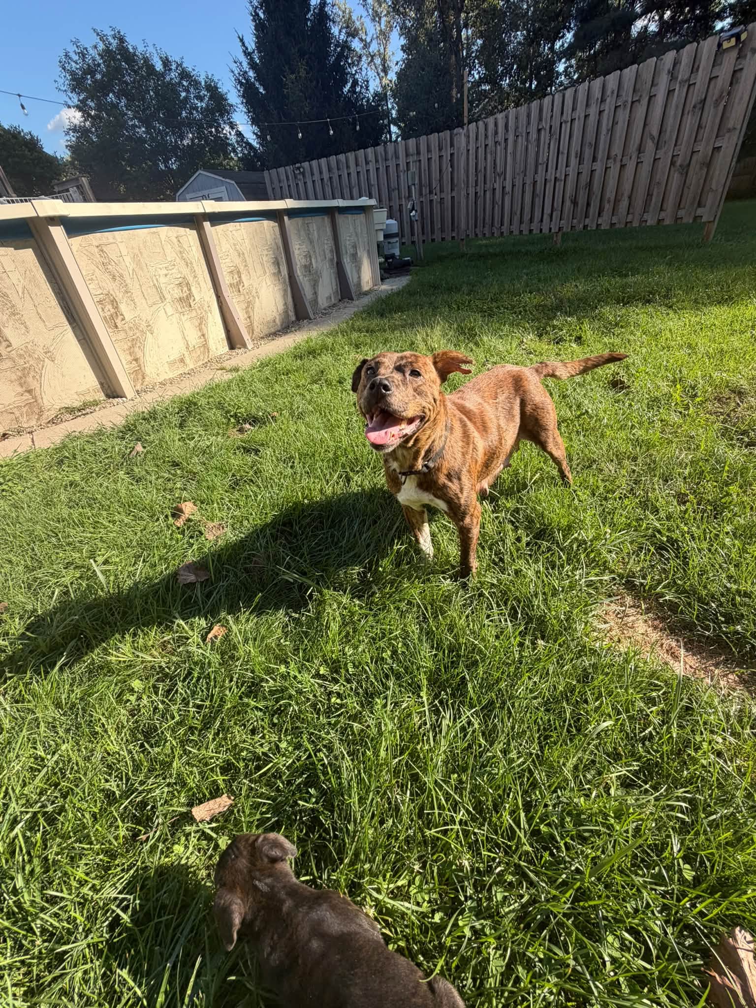 Dottie - American Pit Bull Terrier