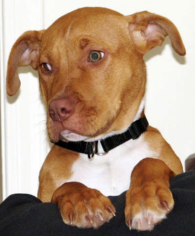 Mya