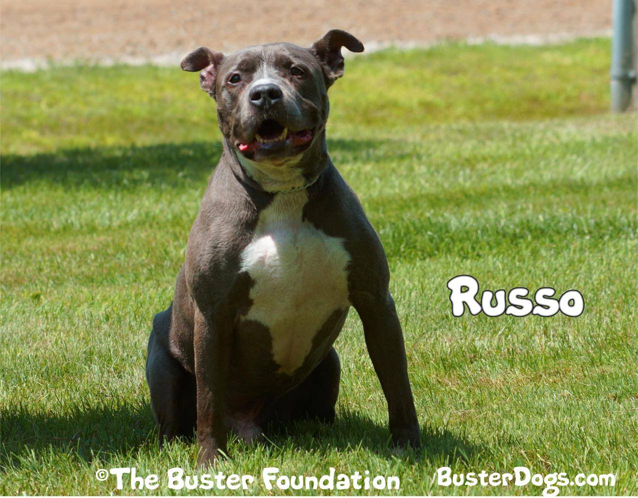 RUSSO's  Page
