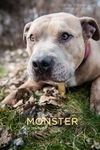 MONSTER