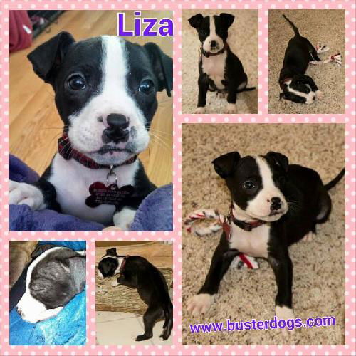 LIZA (adoption pending)