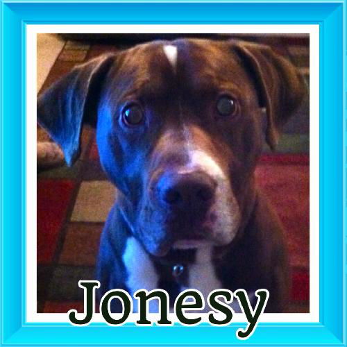 JONESY (adoption pending)