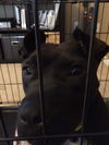 SHEENA (adoption pending)