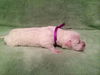 PEARL (adoption pending)