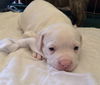 PEARL (adoption pending)