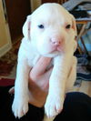 PEARL (adoption pending)