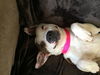 MOMMA ROSIE (adoption pending)