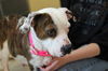 MOMMA ROSIE (adoption pending)