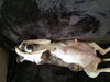 MOMMA ROSIE (adoption pending)