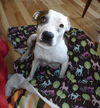 MOMMA ROSIE (adoption pending)