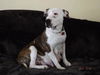 MOMMA ROSIE (adoption pending)