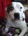 MOMMA ROSIE (adoption pending)