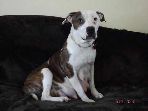 MOMMA ROSIE (adoption pending)
