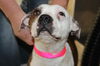 MOMMA ROSIE (adoption pending)