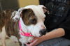 MOMMA ROSIE (adoption pending)