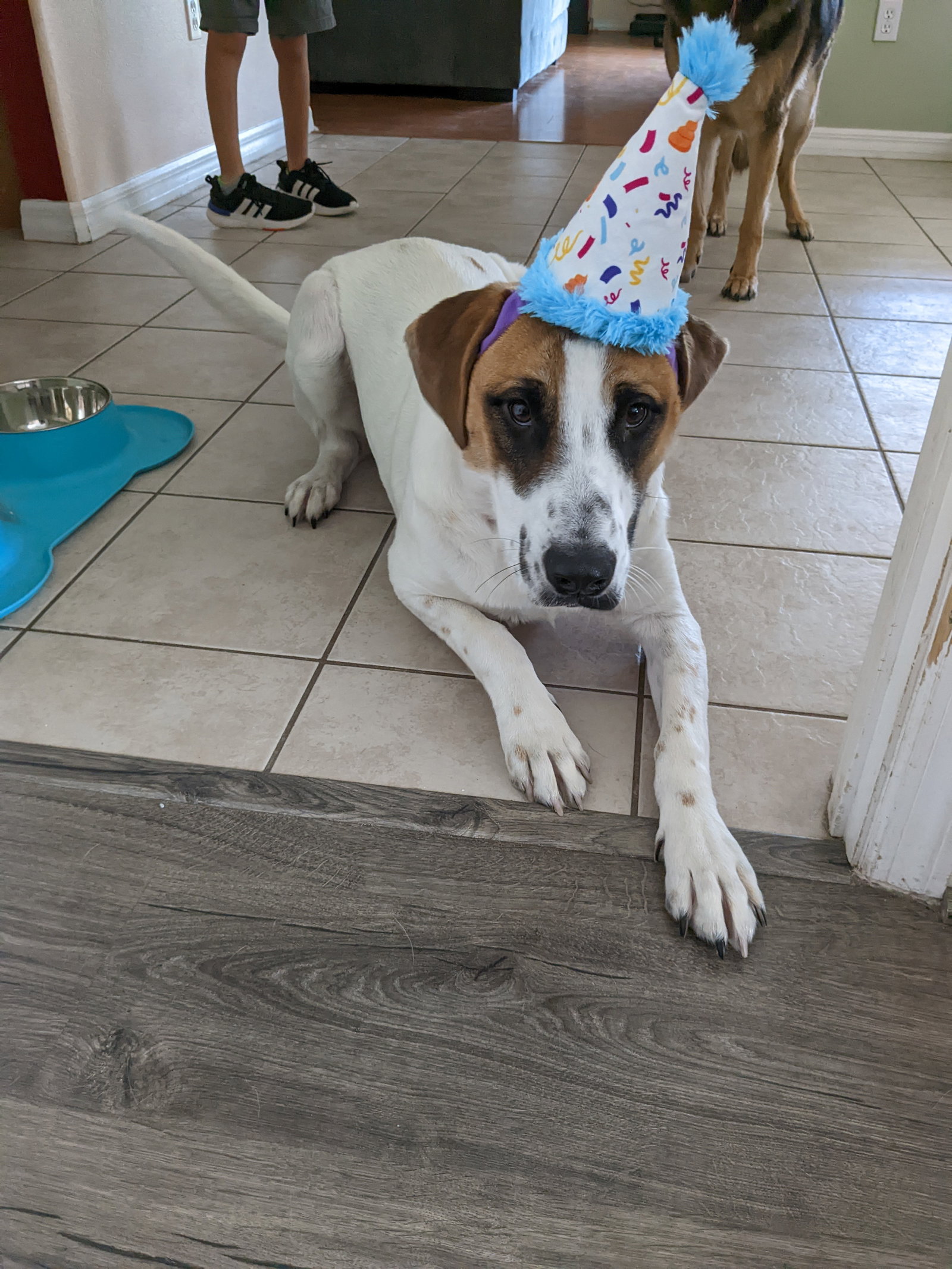 Dog for Adoption Basil, a Catahoula Leopard Dog in Tampa, FL Alpha Paw
