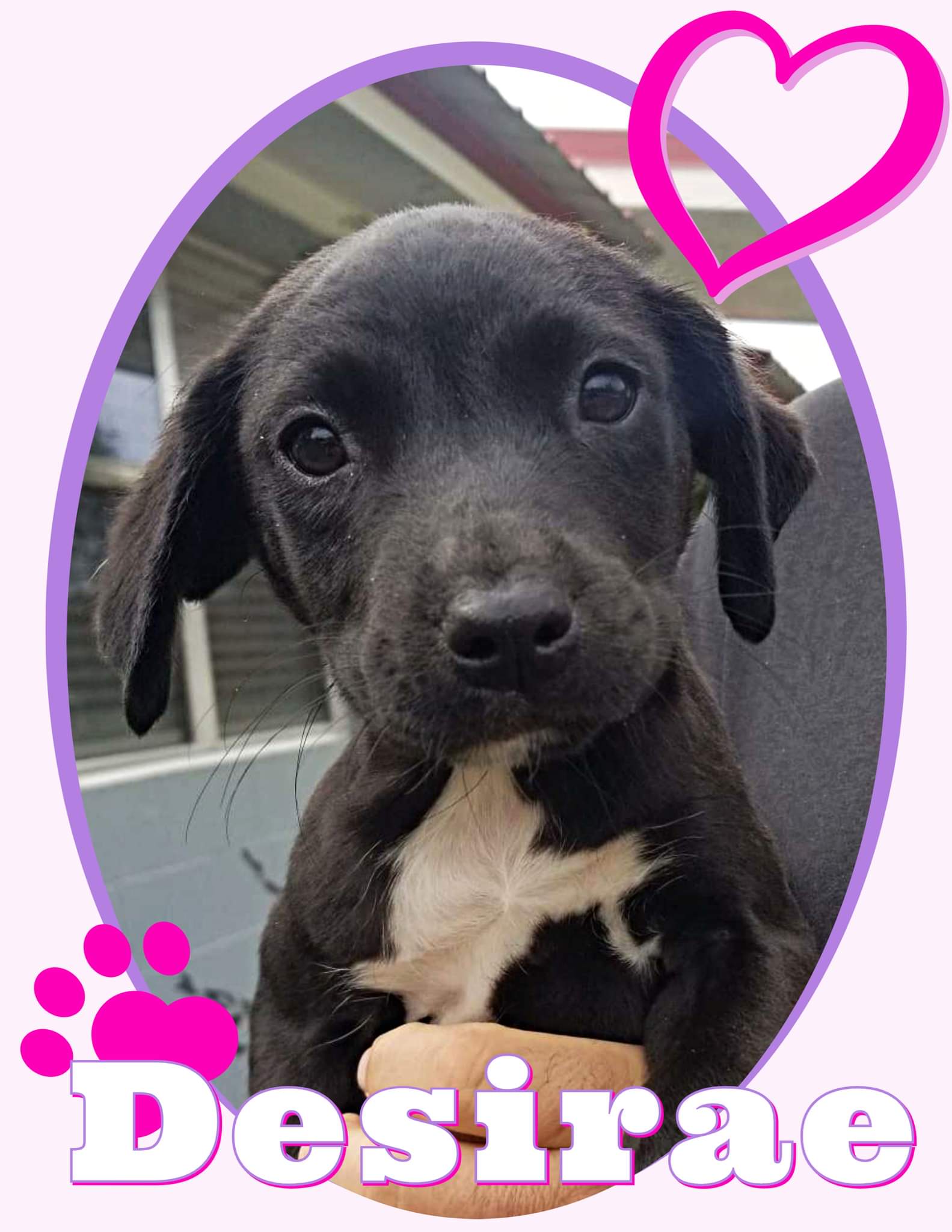Dog for Adoption Opie, a Black Labrador Retriever in Ocala, FL
