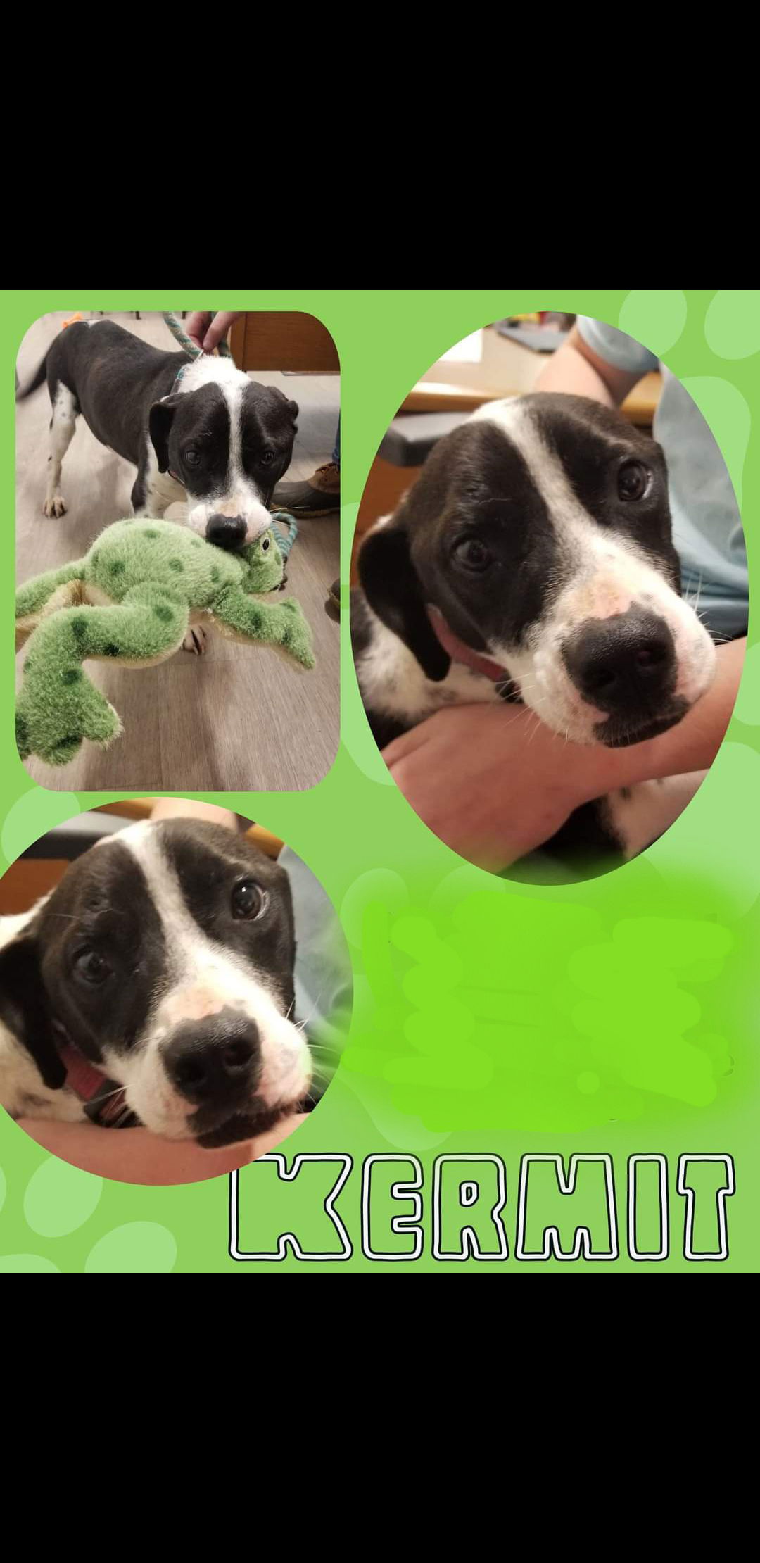 Dog For Adoption Kermit A Border Collie In Tampa FL Alpha Paw