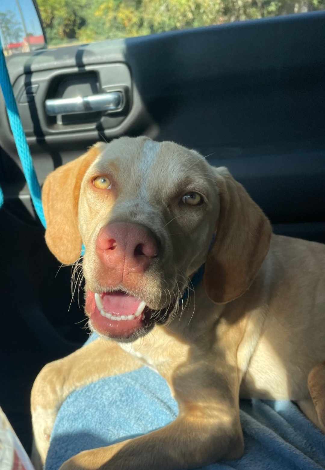 Dog for Adoption Bowie, a Pointer in Spring Hill, FL Alpha Paw