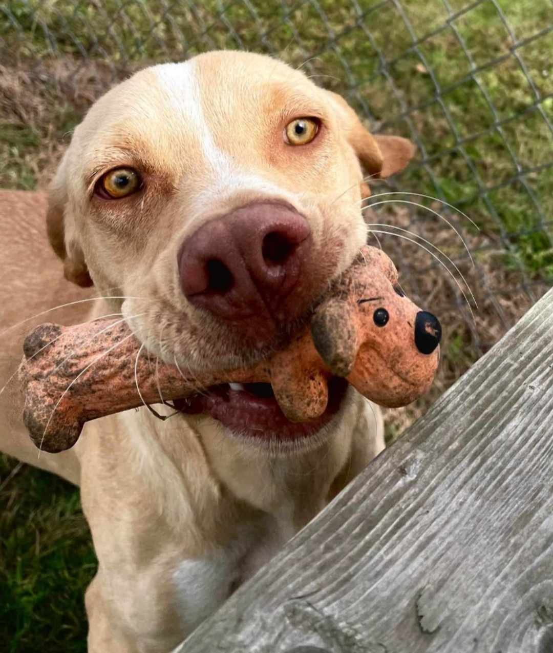 Dog for Adoption Bowie, a Pointer in Spring Hill, FL Alpha Paw
