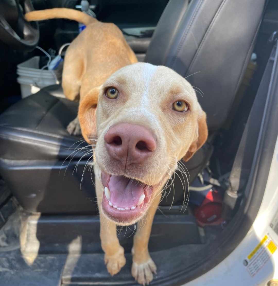 Dog for Adoption Bowie, a Pointer in Spring Hill, FL Alpha Paw