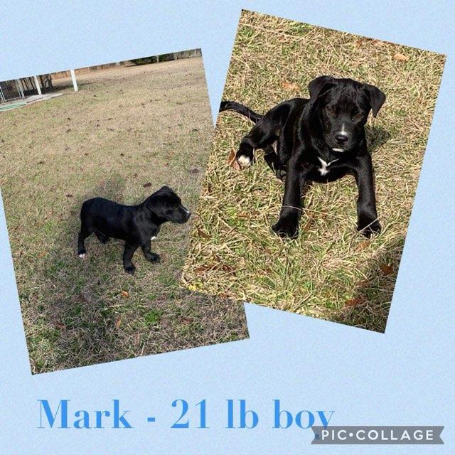 Dog for Adoption - Alex,Mark,Jackson,Derek, a Australian Shepherd in ...