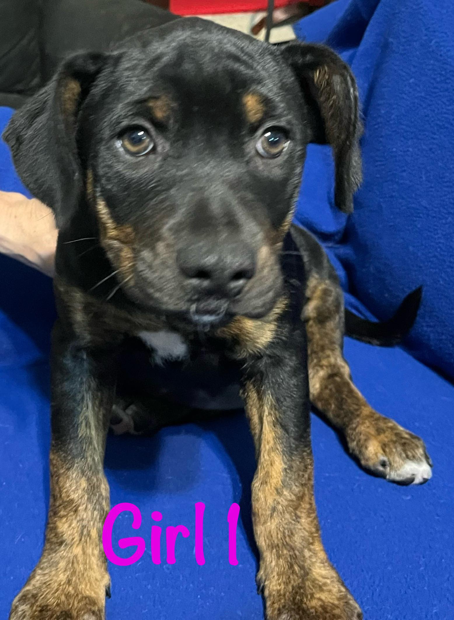 dog-for-adoption-dumpster-pups-a-rottweiler-in-heritage-pines-fl